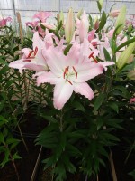 [4213 Camengo Mak No101.JPG]